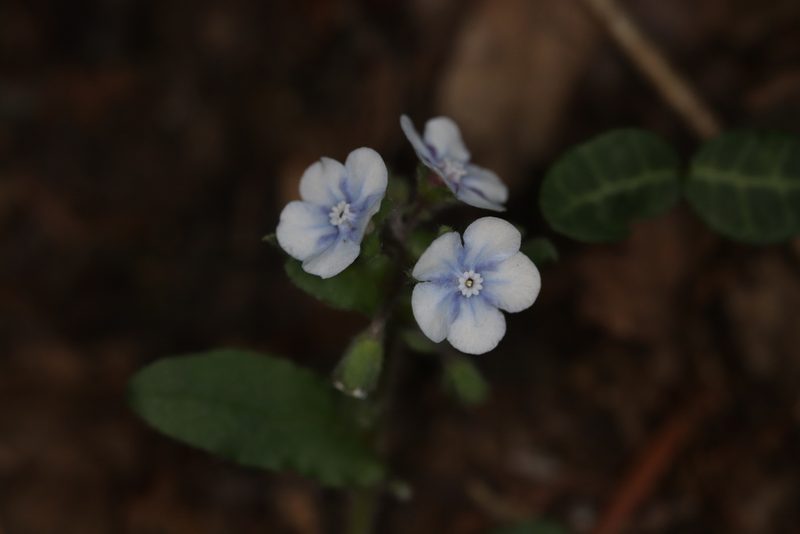 Nihon japonicum, photographed by Se Lena