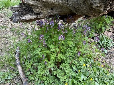 Corydalis incisa, photographed by Emily Summerbell