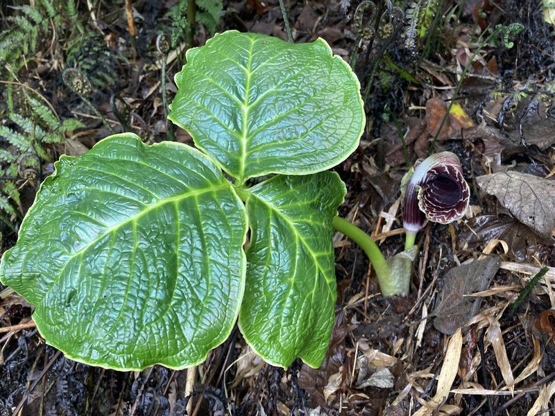 Arisaema griffithii, photographed by John Kenrick Gibson