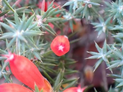 Styphelia erectifolia, photographed by Mark Cliff