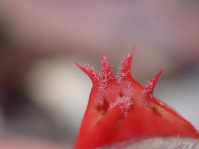 Styphelia erectifolia, photographed by Mark Cliff