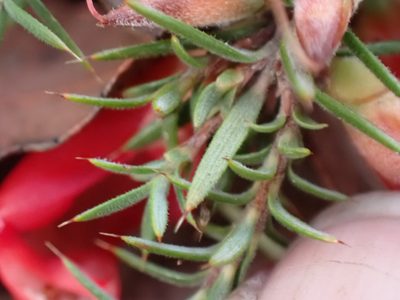 Styphelia erectifolia, photographed by Mark Cliff