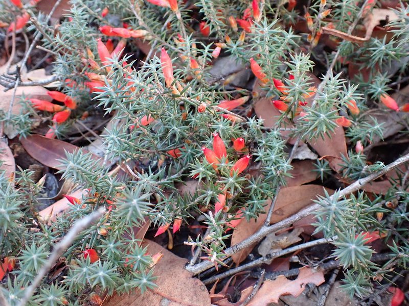 Styphelia erectifolia, photographed by Mark Cliff