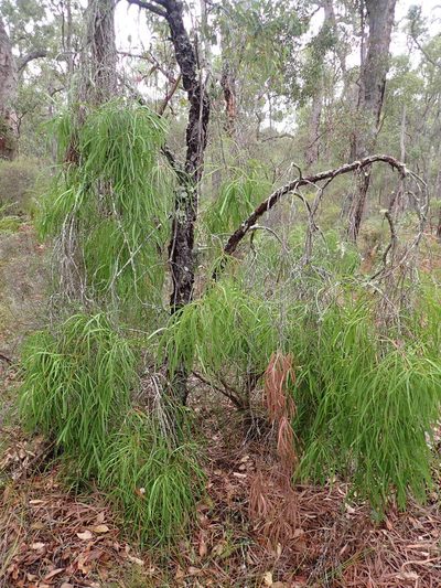 Persoonia longifolia, photographed by Mark Cliff