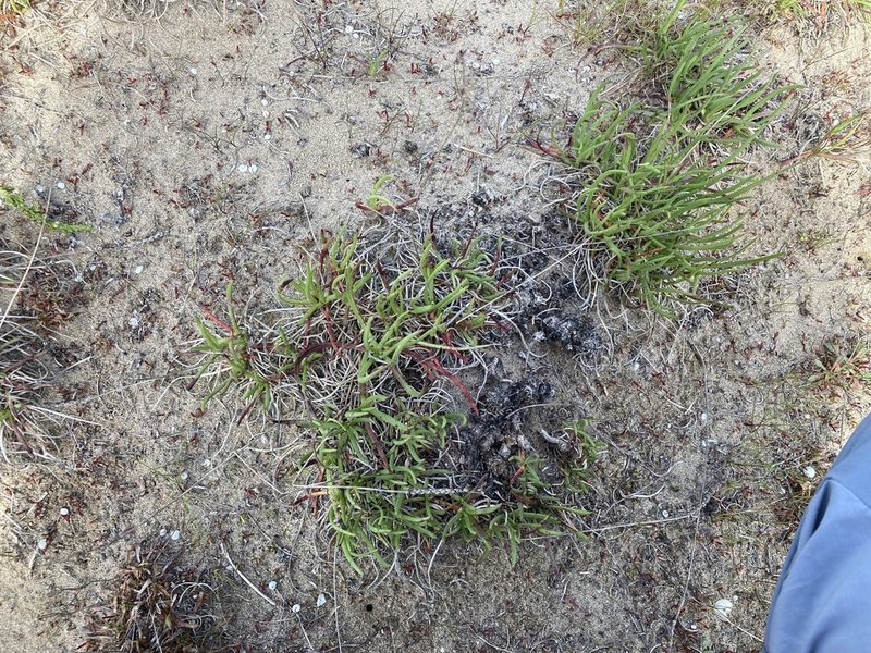 Plantago crassifolia, photographed by Marc Riera