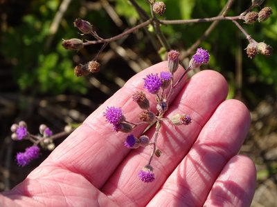 Senecio purpureus, photographed by Shaun Swanepoel