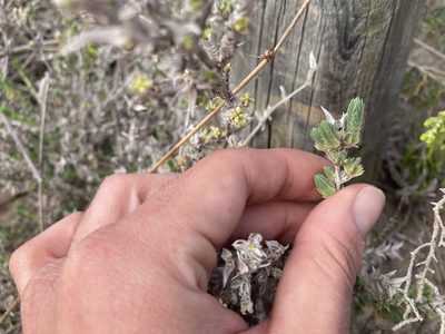 Crucianella maritima, photographed by Marc Riera