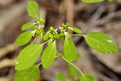 Euphorbia bifurcata, photographed by Cecelia Alexander