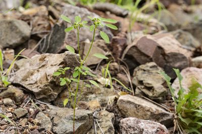 Euphorbia bifurcata, photographed by Cecelia Alexander