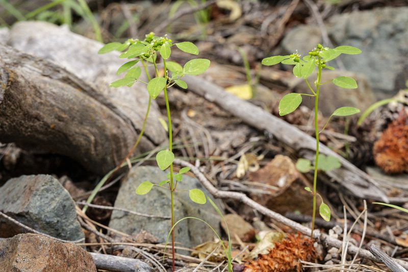 Euphorbia bifurcata, photographed by Cecelia Alexander