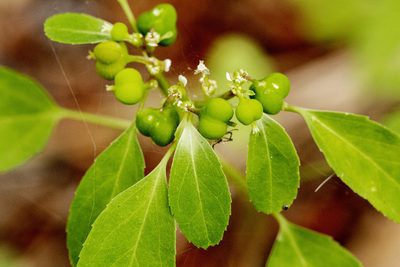 Euphorbia bifurcata, photographed by Cecelia Alexander