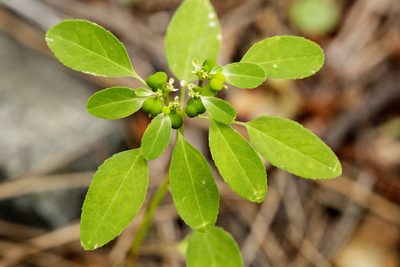 Euphorbia bifurcata, photographed by Cecelia Alexander