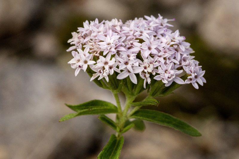 Stevia plummerae, photographed by Cecelia Alexander