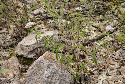 Stevia plummerae, photographed by Cecelia Alexander