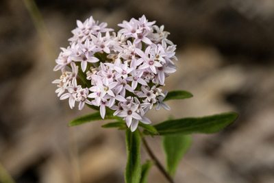 Stevia plummerae, photographed by Cecelia Alexander
