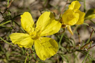 Oenothera gayleana, photographed by Cecelia Alexander