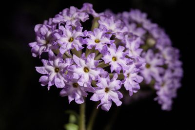 Abronia nealleyi, photographed by Cecelia Alexander