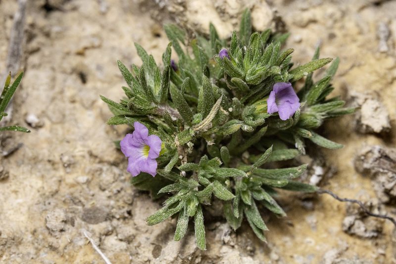 Nama stevensii, photographed by Cecelia Alexander