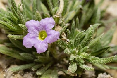 Nama stevensii, photographed by Cecelia Alexander