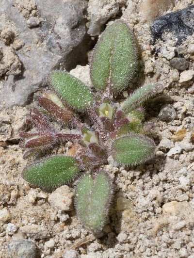 Phacelia tetramera, photographed by Matt Berger