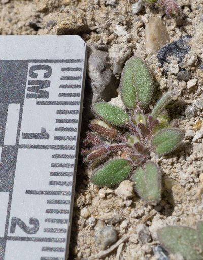 Phacelia tetramera, photographed by Matt Berger