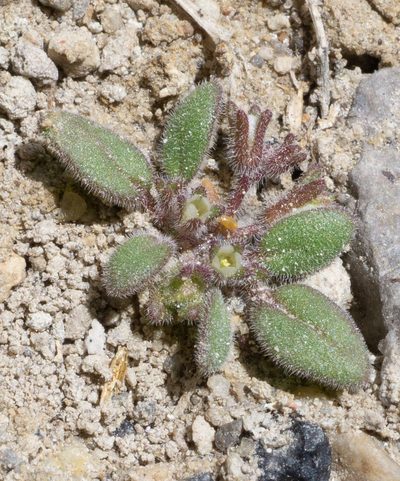 Phacelia tetramera, photographed by Matt Berger