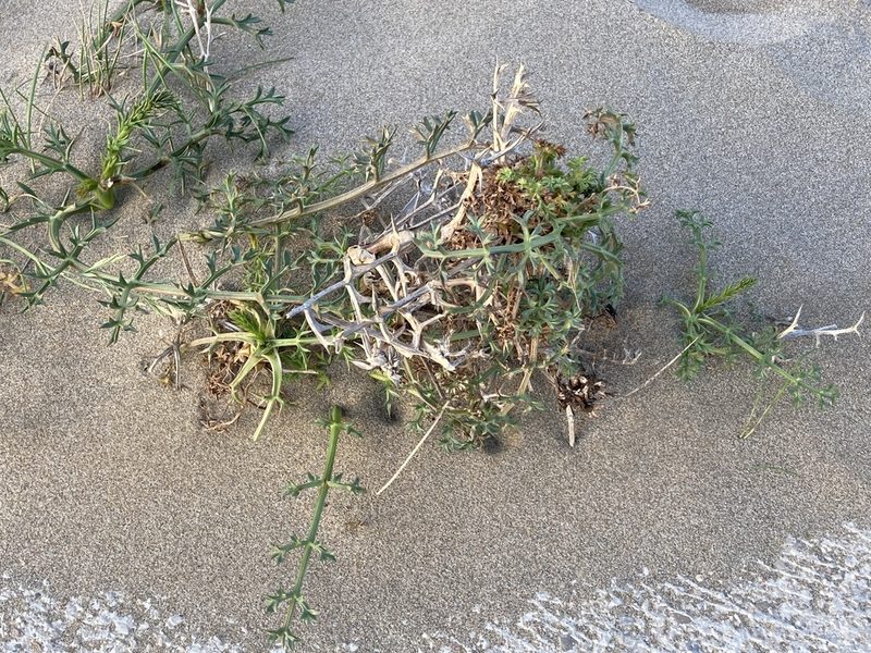 Echinophora spinosa, photographed by Marc Riera