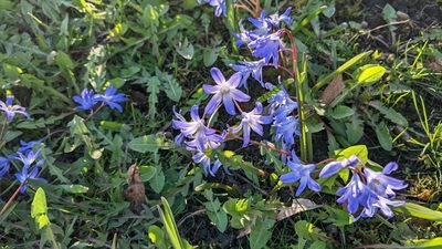 Scilla forbesii, photographed by Philipp