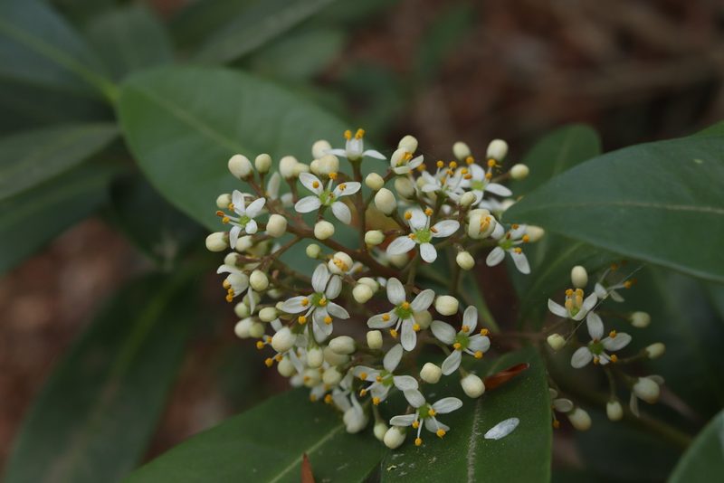 Skimmia japonica, photographed by Se Lena
