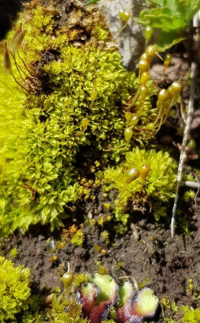 Entosthodon fascicularis, photographed by Helen Waterman