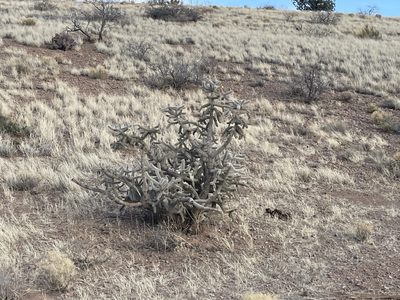 Cylindropuntia imbricata, photographed by CK2AZ