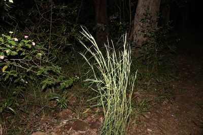 Andropogon virginicus, photographed by Greg Tasney