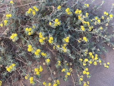 Medicago marina, photographed by Marc Riera