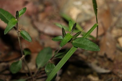 Brunoniella australis, photographed by Greg Tasney