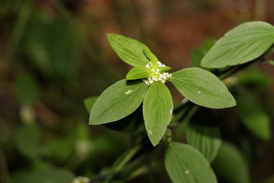 Mitracarpus hirtus, photographed by Greg Tasney