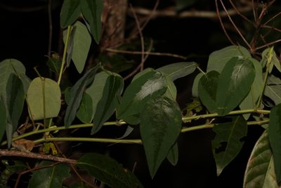 Desmodium tortuosum, photographed by Greg Tasney