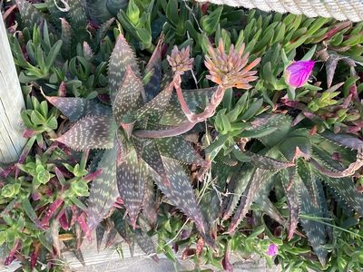 Aloe maculata, photographed by Marc Riera