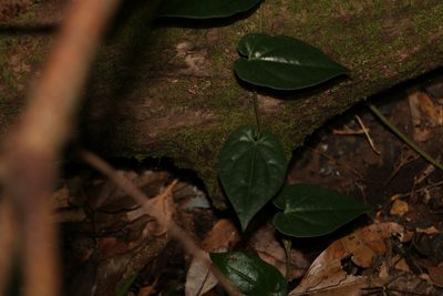 Piper hederaceum, photographed by Greg Tasney