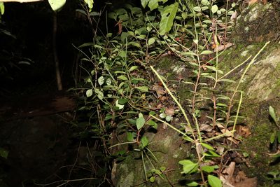 Peperomia leptostachya, photographed by Greg Tasney