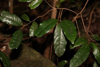Cryptocarya macdonaldii, photographed by Greg Tasney