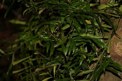 Pothos longipes, photographed by Greg Tasney