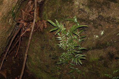 Arthropteris tenella, photographed by Greg Tasney