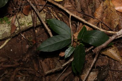 Sterculia quadrifida, photographed by Greg Tasney