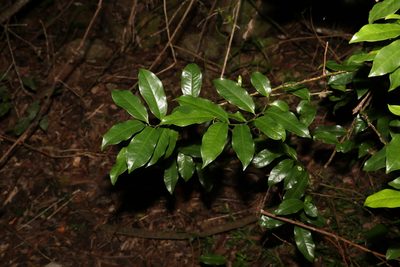 Eupomatia laurina, photographed by Greg Tasney