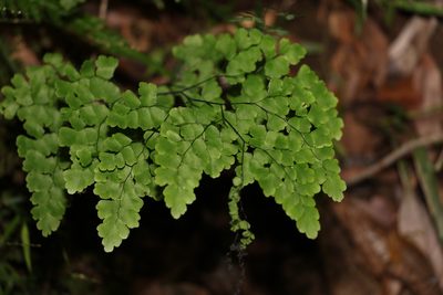 Adiantum atroviride, photographed by Greg Tasney