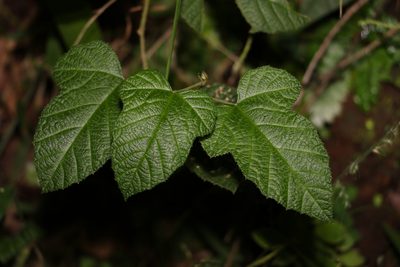 Rubus moluccanus, photographed by Greg Tasney