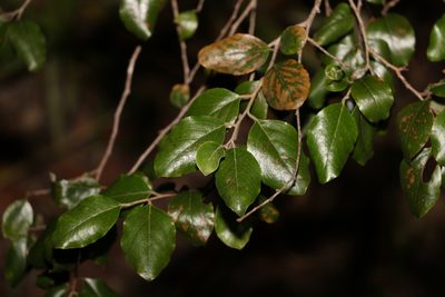 Petalostigma pubescens, photographed by Greg Tasney