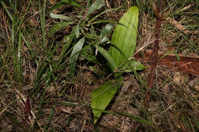 Eulophia picta, photographed by Greg Tasney