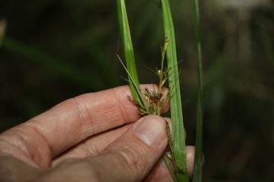 Scleria levis, photographed by Greg Tasney