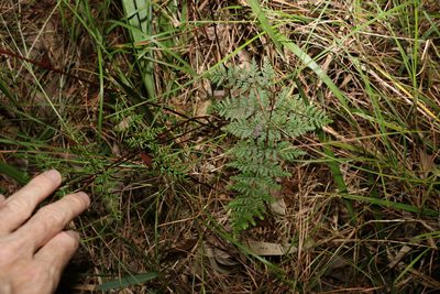 Cheilanthes tenuifolia
